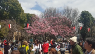 Cherry Blossom in Ueno Park.