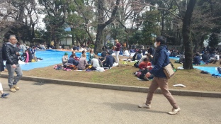 Lots of picnicing going on in Ueno Park